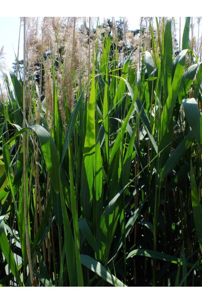 Очерет звичайний листя